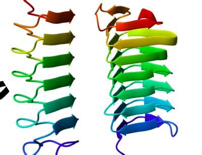 parallel beta strands.